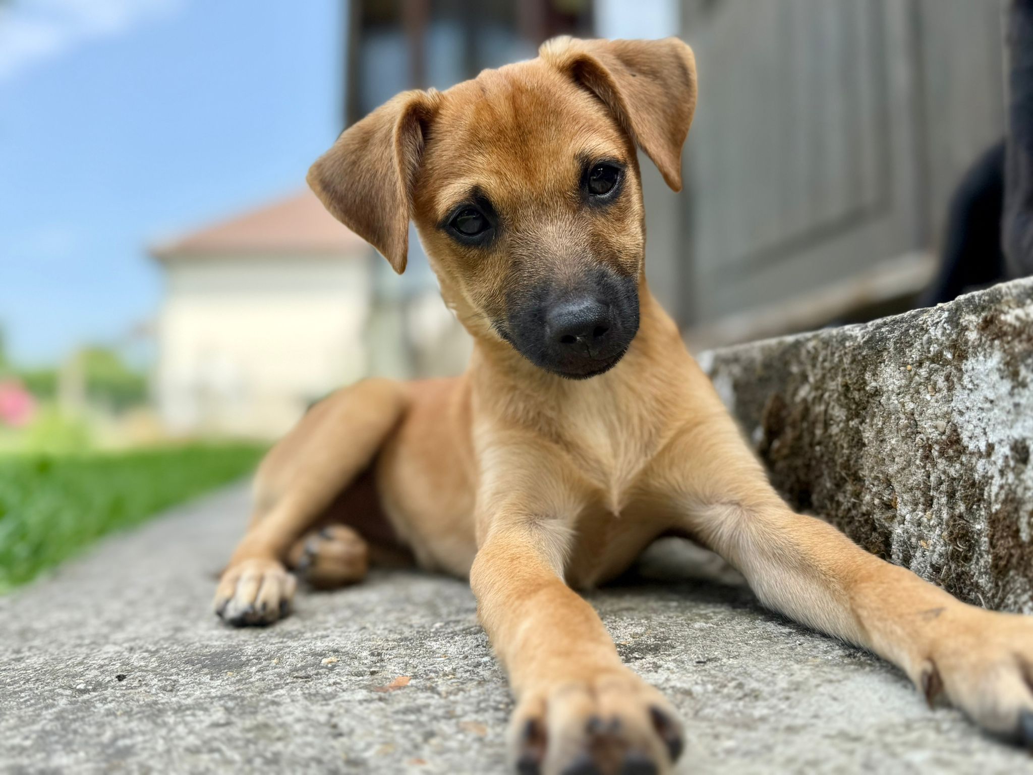 Chiens à adopter